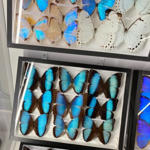 mzeum motýlů 4